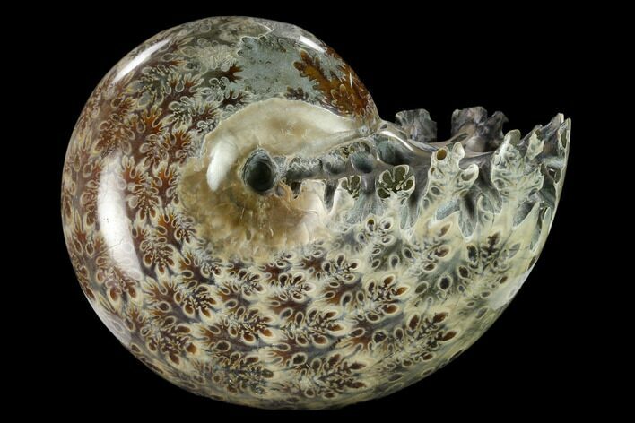 Polished, Agatized Ammonite (Phylloceras?) - Madagascar #132144